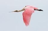 Roseate Spoonbill In Flight_32784